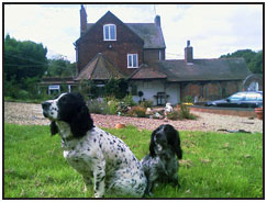 Woodfarm Catery and Kennels, for Cats / Dogs Living in the Midlands - Stourbridge, Halesowen, Wolverhampton, Dudley, Walsall